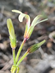 Pelargonium trifidum