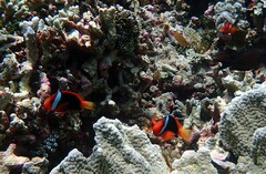 Amphiprion melanopus