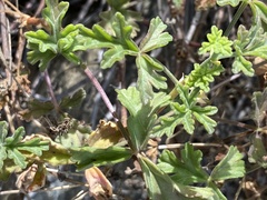 Pelargonium trifidum