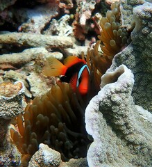 Amphiprion melanopus