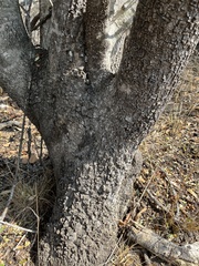 Elaeodendron transvaalense