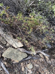 Pelargonium trifidum