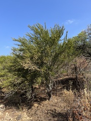 Elaeodendron transvaalense