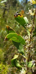 Hakea florulenta