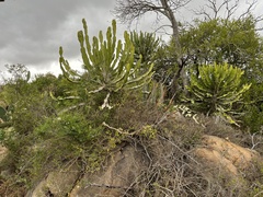 Euphorbia triangularis