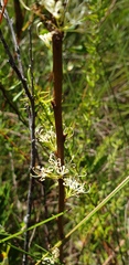 Hakea florulenta