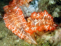 Tritoniopsis elegans