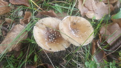 Amanita pantherina
