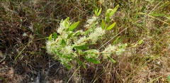 Hakea florulenta