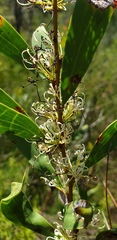 Hakea florulenta