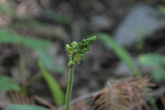 Neottia ovata