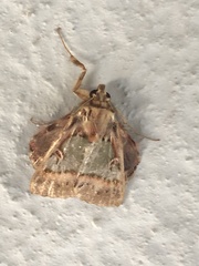 Ceroctena amynta