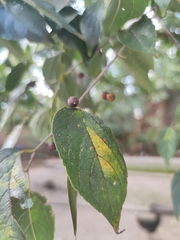 Celtis sinensis