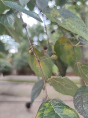 Celtis sinensis