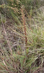 Satyrium parviflorum