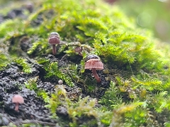 Mycena meliigena