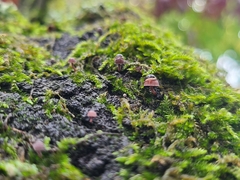 Mycena meliigena