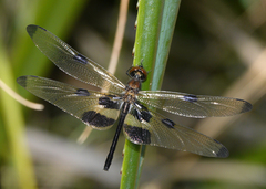 Rhyothemis phyllis