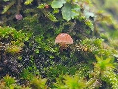 Mycena meliigena