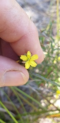Hibbertia stricta