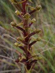 Satyrium parviflorum