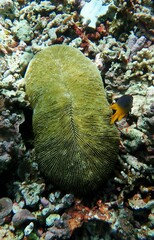 Ctenactis