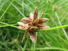 Cyperus sanguinolentus
