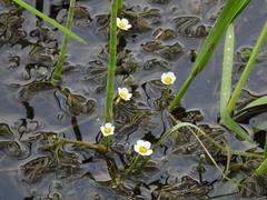 Ranunculus circinatus