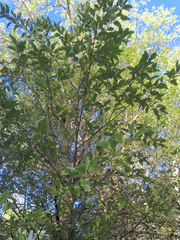 Alnus rhombifolia