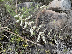 Asparagus