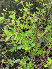 Coprosma foetidissima