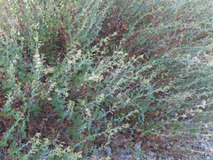 Brickellia californica