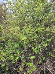 Coprosma foetidissima