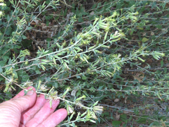 Brickellia californica