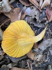 Omphalotus olearius