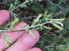 Brickellia californica