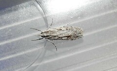 Scoparia indistinctalis