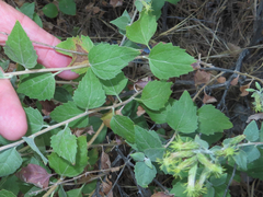 Brickellia californica