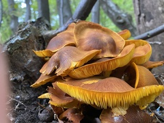 Omphalotus olearius