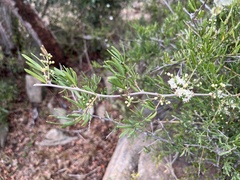Asparagus
