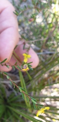 Hibbertia stricta
