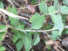 Brickellia californica
