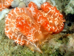 Tritoniopsis elegans