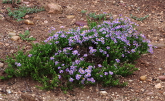 Felicia filifolia