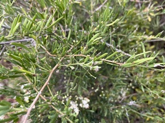 Asparagus