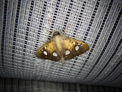 Nosophora semitritalis