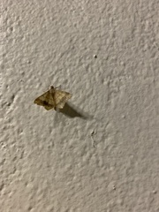 Psamatodes abydata