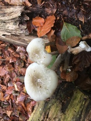 Oudemansiella mucida