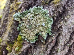 Physconia distorta