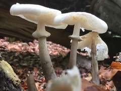 Oudemansiella mucida